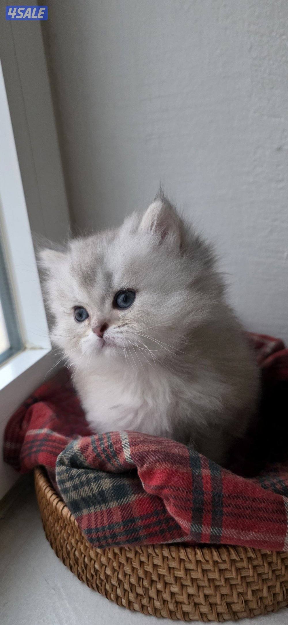 كتن بريتيش لونغ هير جميل ودلوع وجدا اجتماعي1