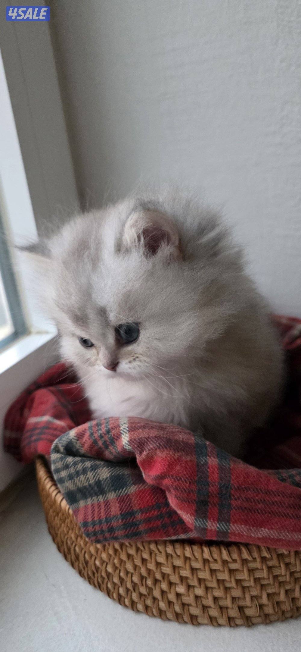 كتن بريتيش لونغ هير جميل ودلوع وجدا اجتماعي2