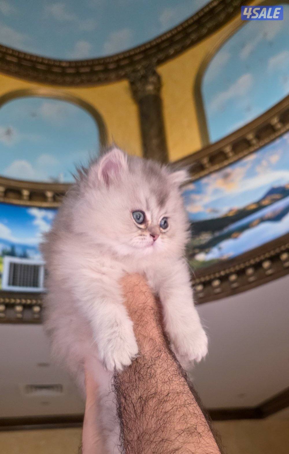 كتن بريتيش لونغ هير جميل ودلوع وجدا اجتماعي3