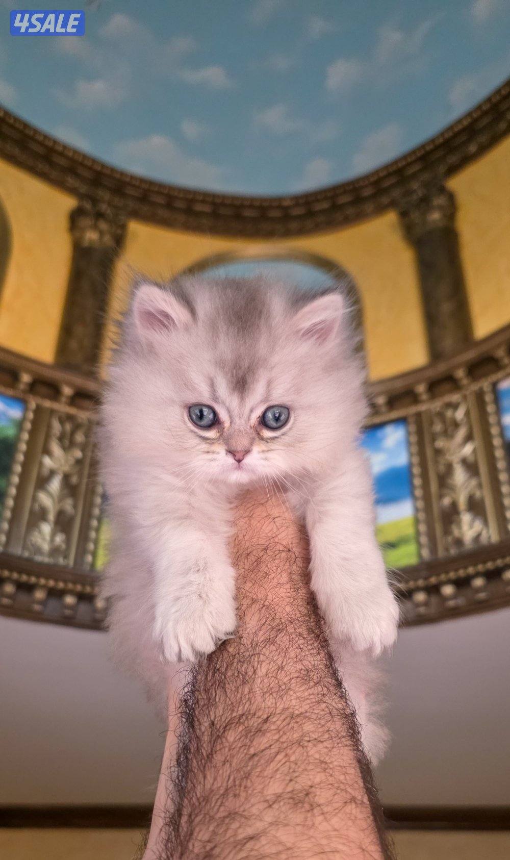 كتن بريتيش لونغ هير جميل ودلوع وجدا اجتماعي0