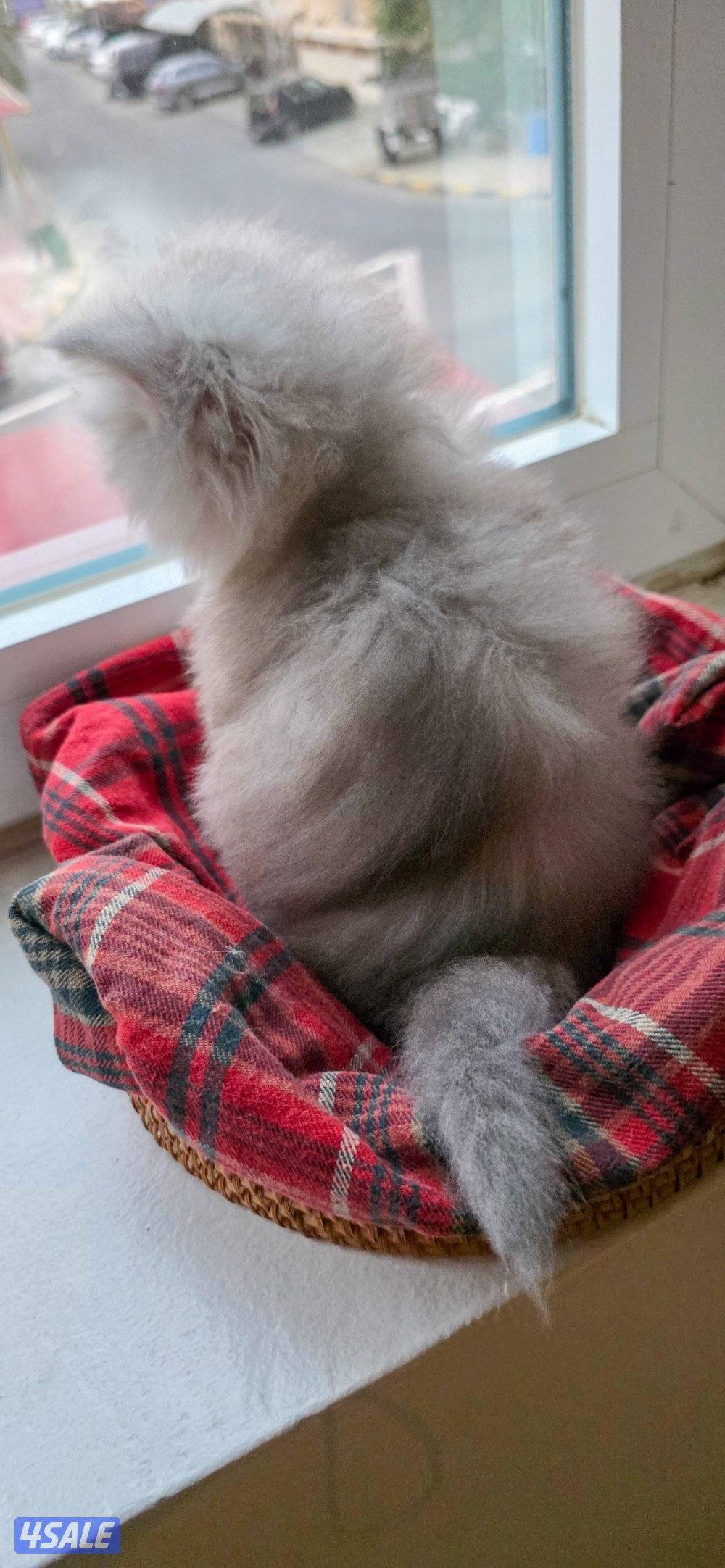 كتن بريتيش لونغ هير جميل ودلوع وجدا اجتماعي4