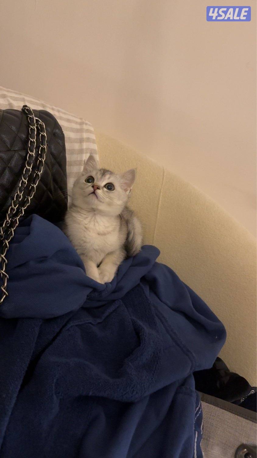 كيتن سكوتش فولد نثيه Ns110