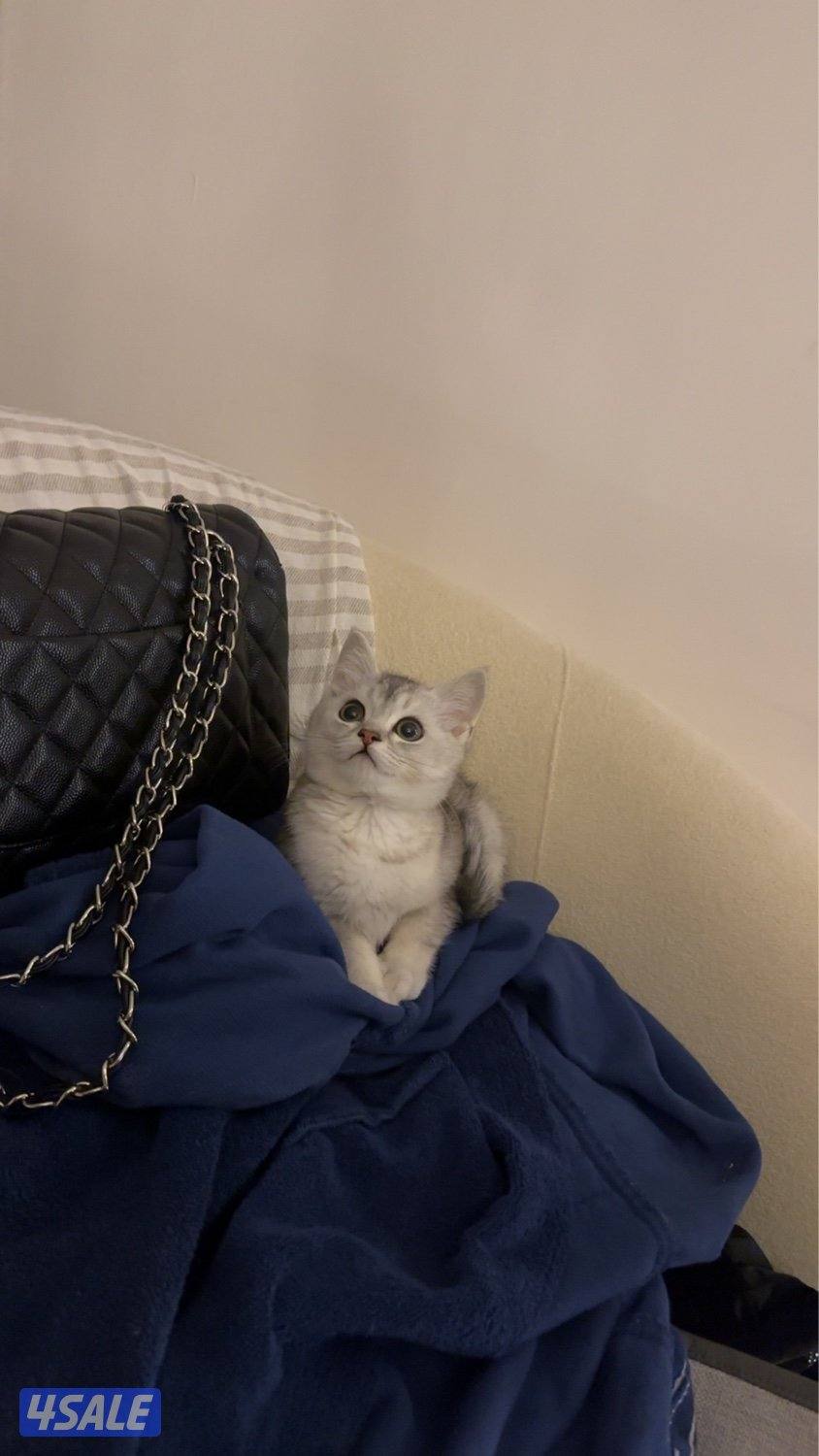 كيتن سكوتش فولد نثيه Ns111