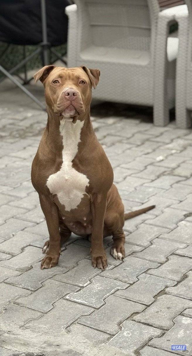 للبيع جراوه Pitbull XL العمر شهر و أسبوعين4