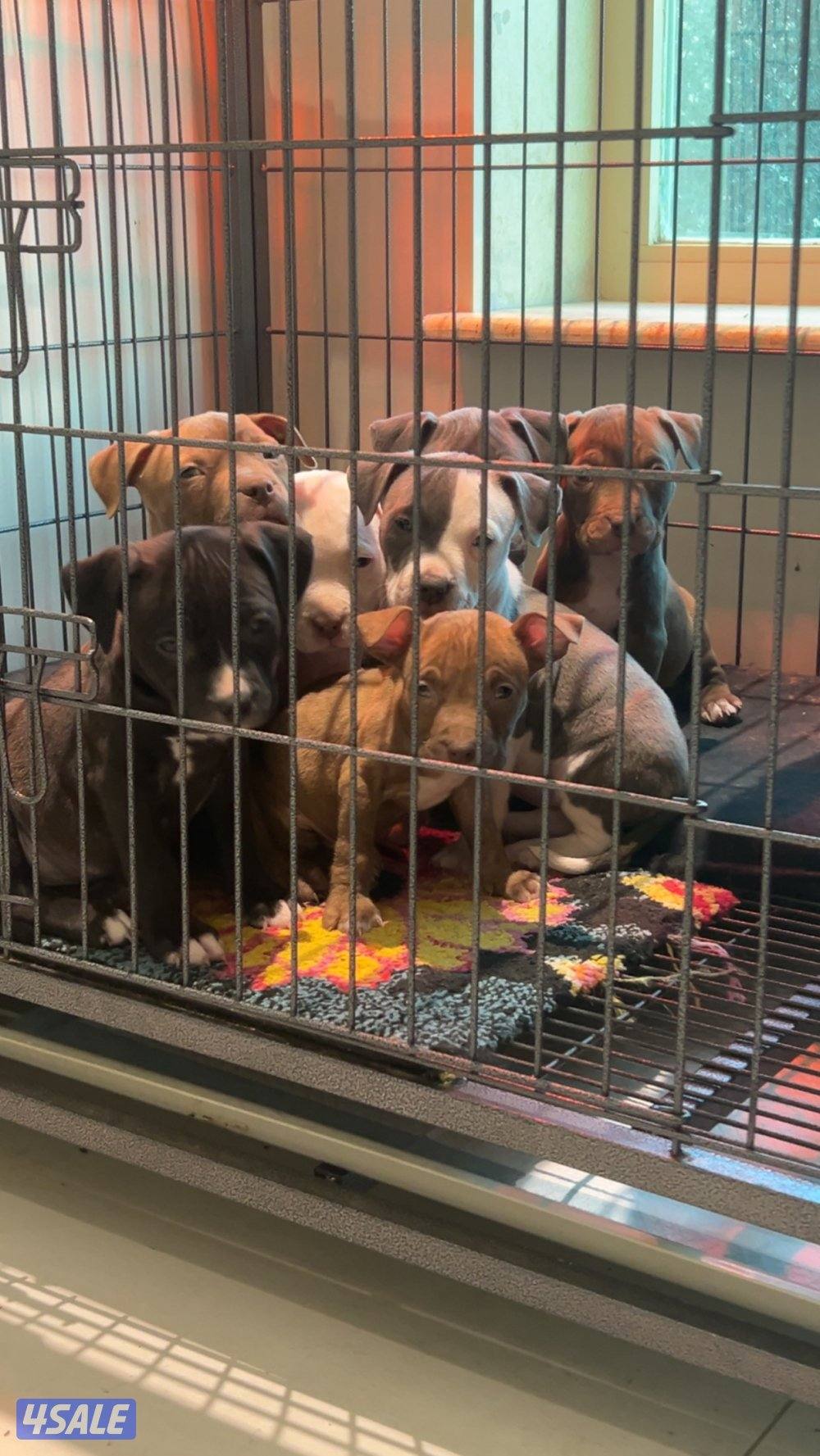 للبيع جراوه Pitbull XL العمر شهر و أسبوعين3