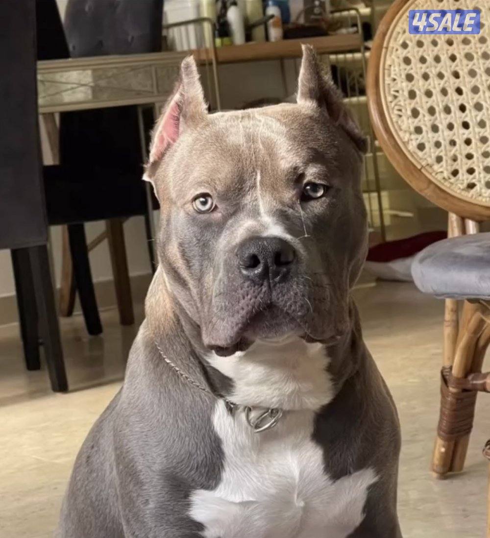 للبيع جراوه Pitbull XL العمر شهر و أسبوعين5