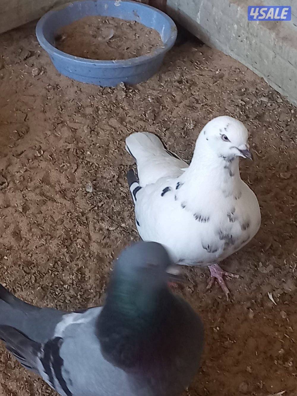 للبيع حمام لاحم احجام جامبو العدد 12حبه اغلبهم ازواج وصحه طيبه وممتازه1