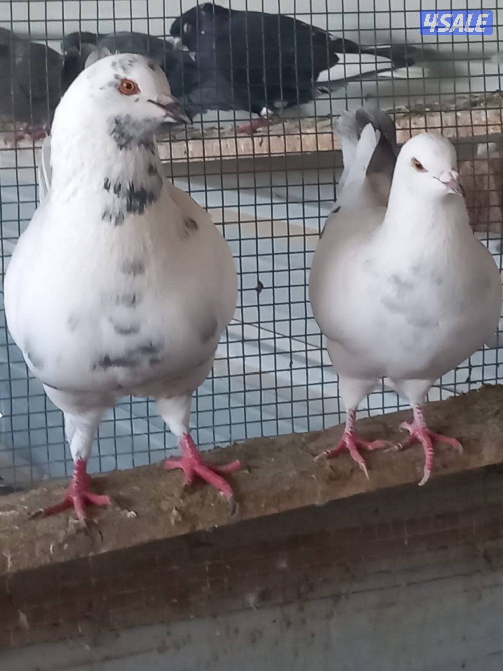 للبيع حمام لاحم احجام جامبو العدد 12حبه اغلبهم ازواج وصحه طيبه وممتازه2
