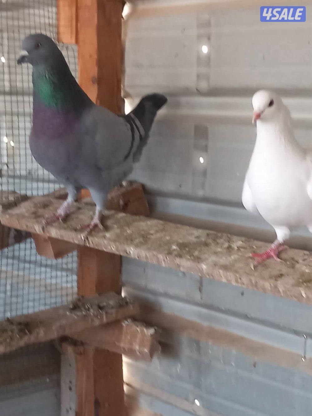 للبيع حمام لاحم احجام جامبو العدد 12حبه اغلبهم ازواج وصحه طيبه وممتازه3