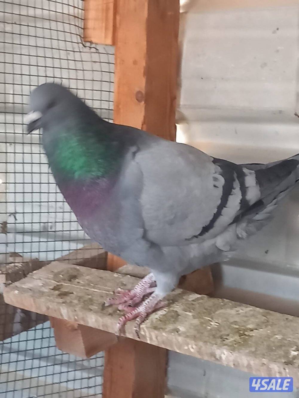 للبيع حمام لاحم احجام جامبو العدد 12حبه اغلبهم ازواج وصحه طيبه وممتازه4