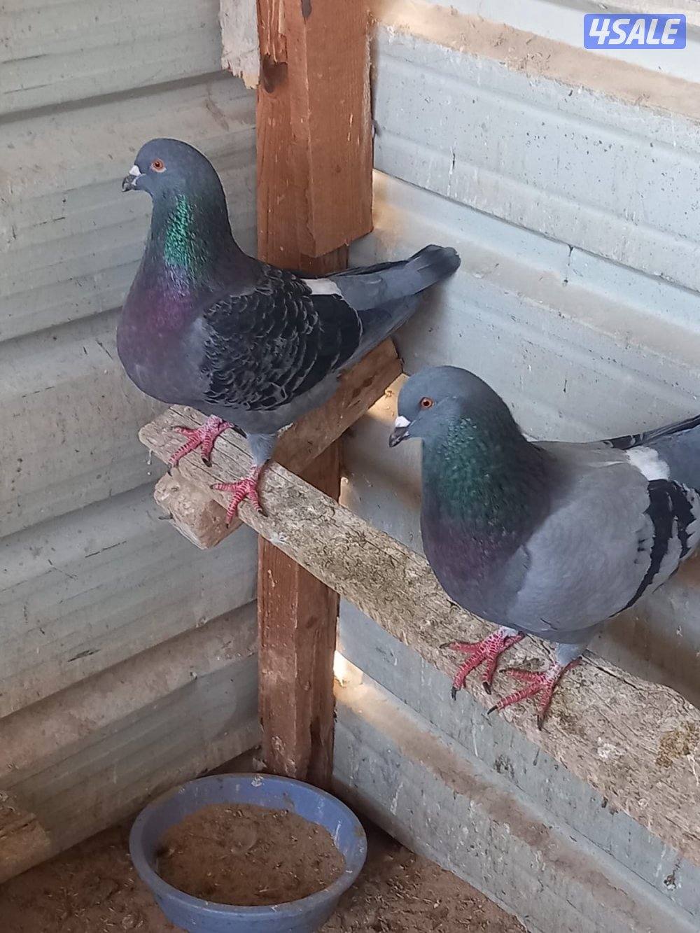للبيع حمام لاحم احجام جامبو العدد 12حبه اغلبهم ازواج وصحه طيبه وممتازه5
