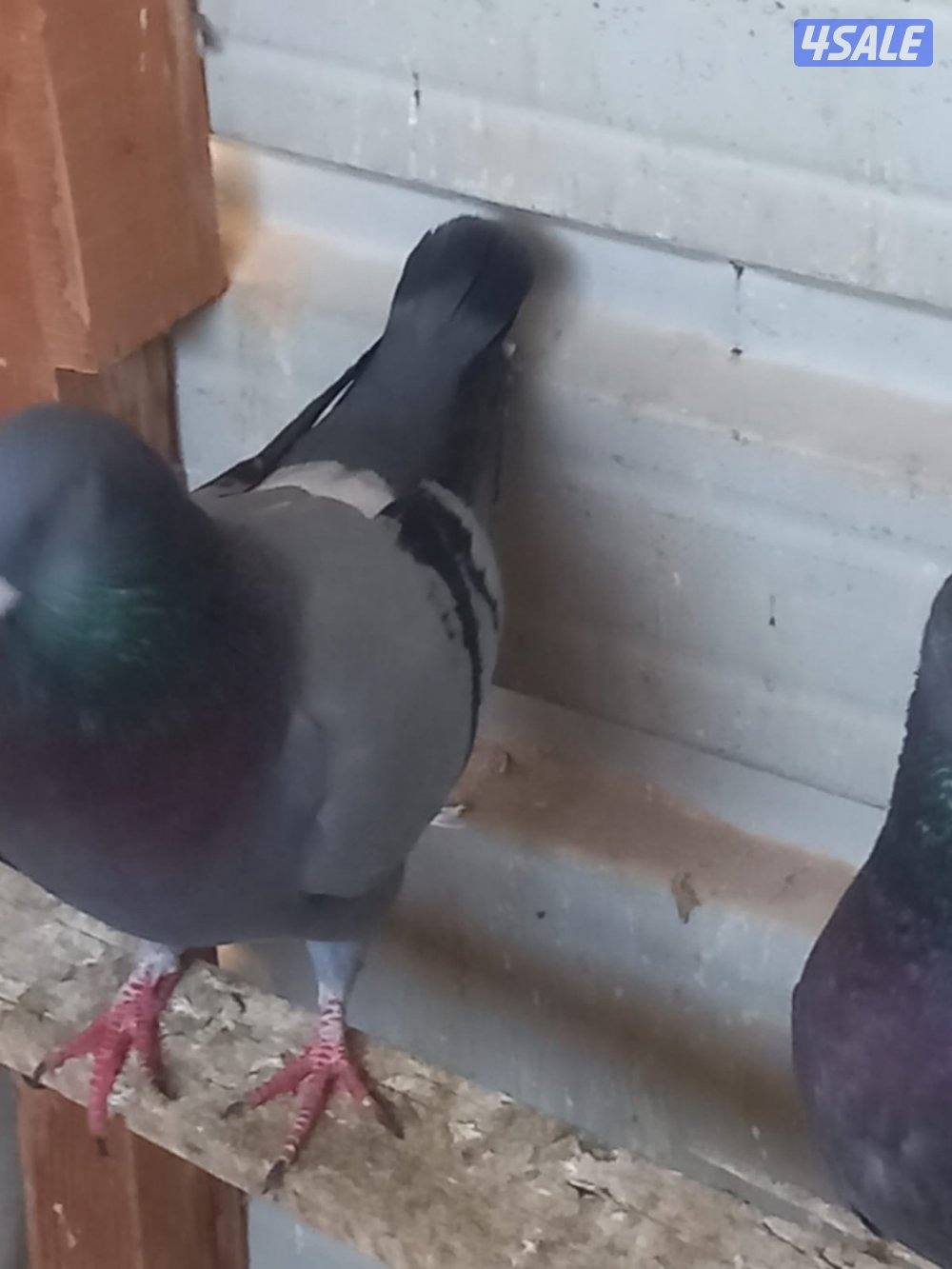 للبيع حمام لاحم احجام جامبو العدد 12حبه اغلبهم ازواج وصحه طيبه وممتازه6