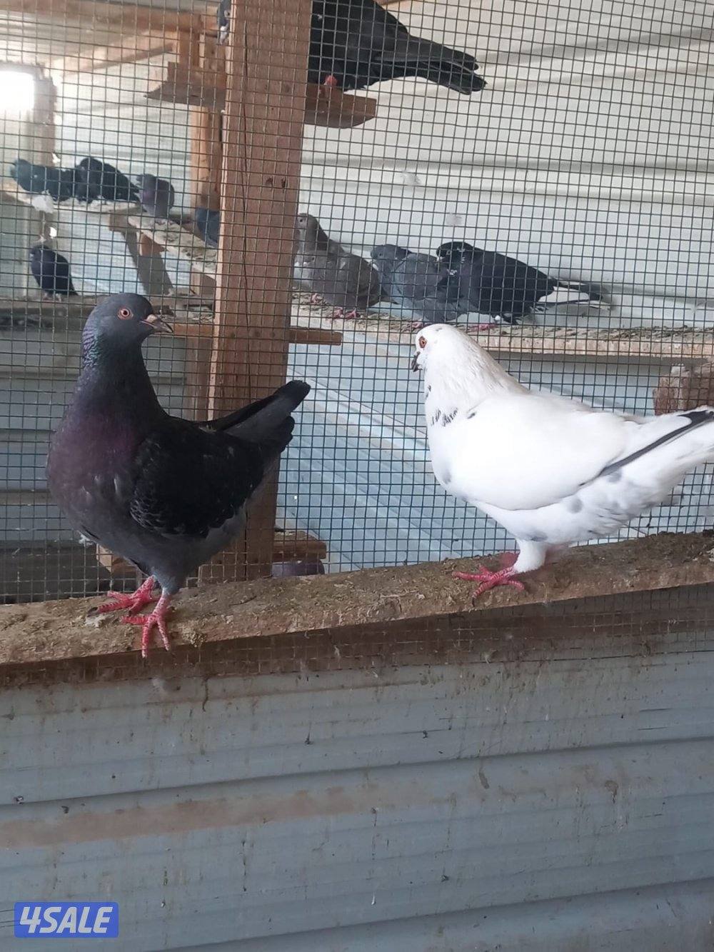 للبيع حمام لاحم احجام جامبو العدد 12حبه اغلبهم ازواج وصحه طيبه وممتازه7