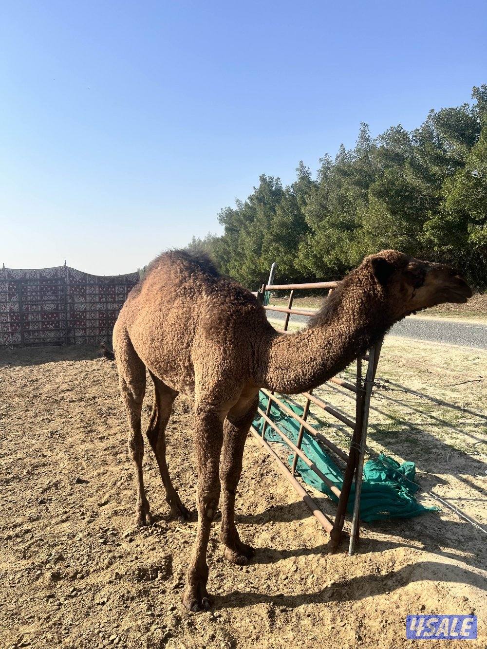 للبيع بكره عمره سنه0