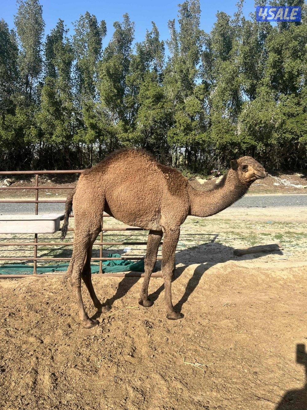 للبيع بكره عمره سنه1