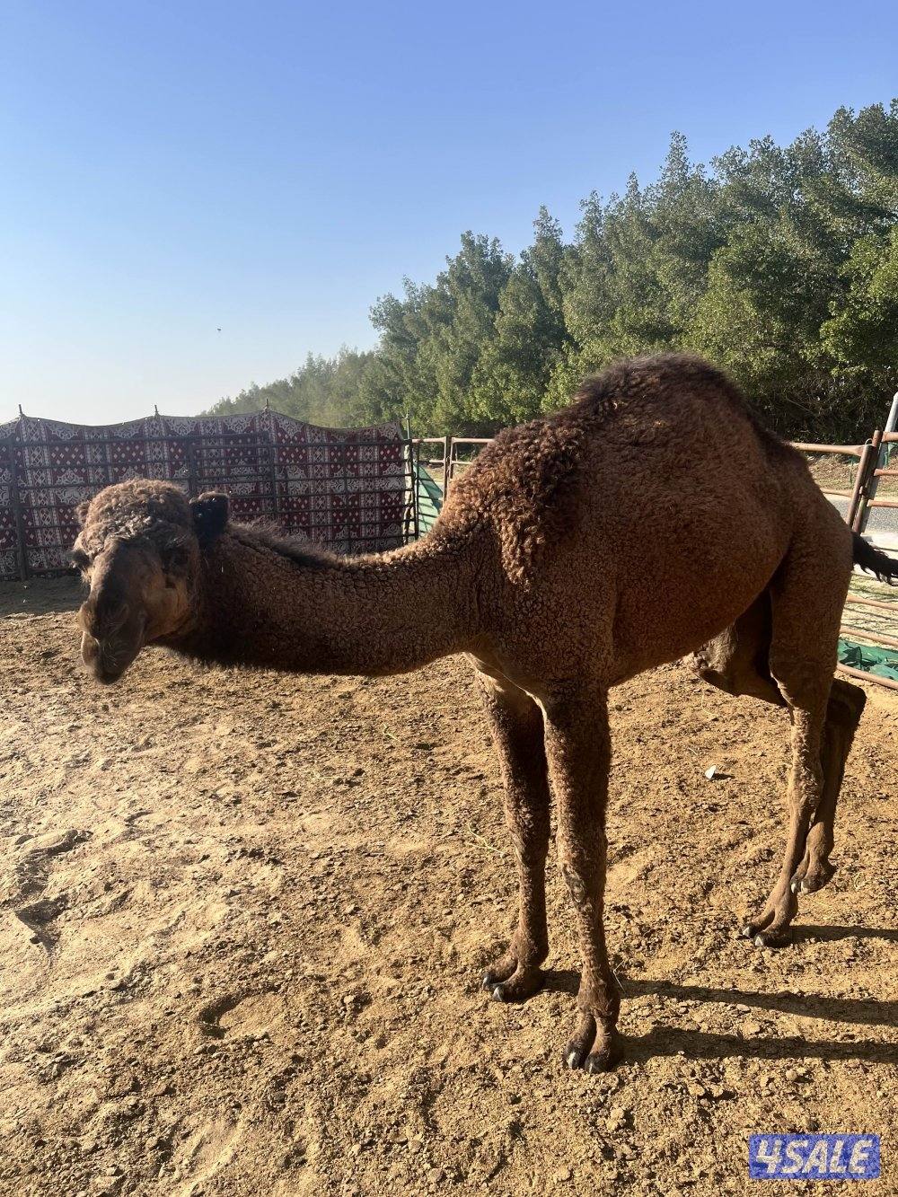 للبيع بكره عمره سنه2