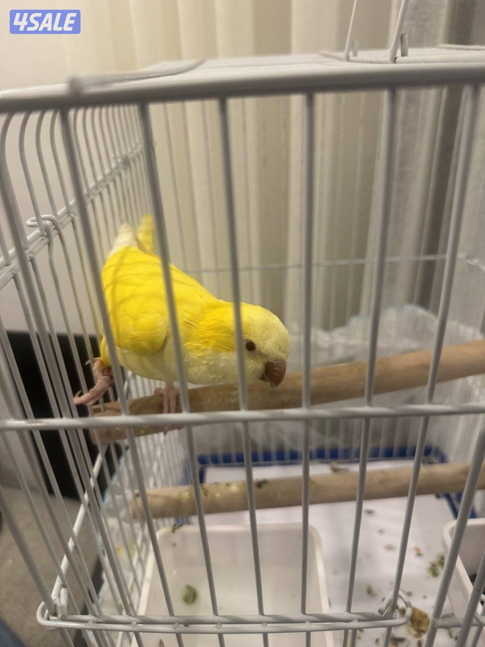 طير كويكر اصفر فيه كلام جناح كامل أظافره كامله ،، ربوه1