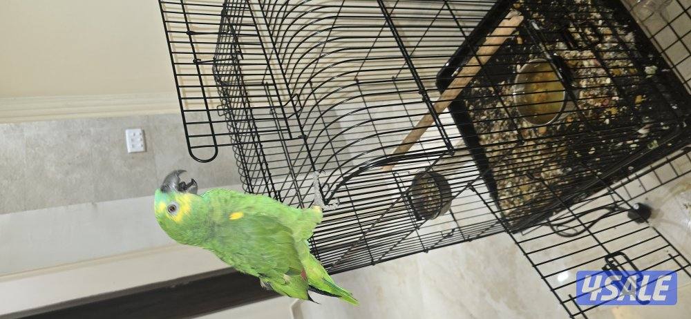 امازون بلوفرنتد0