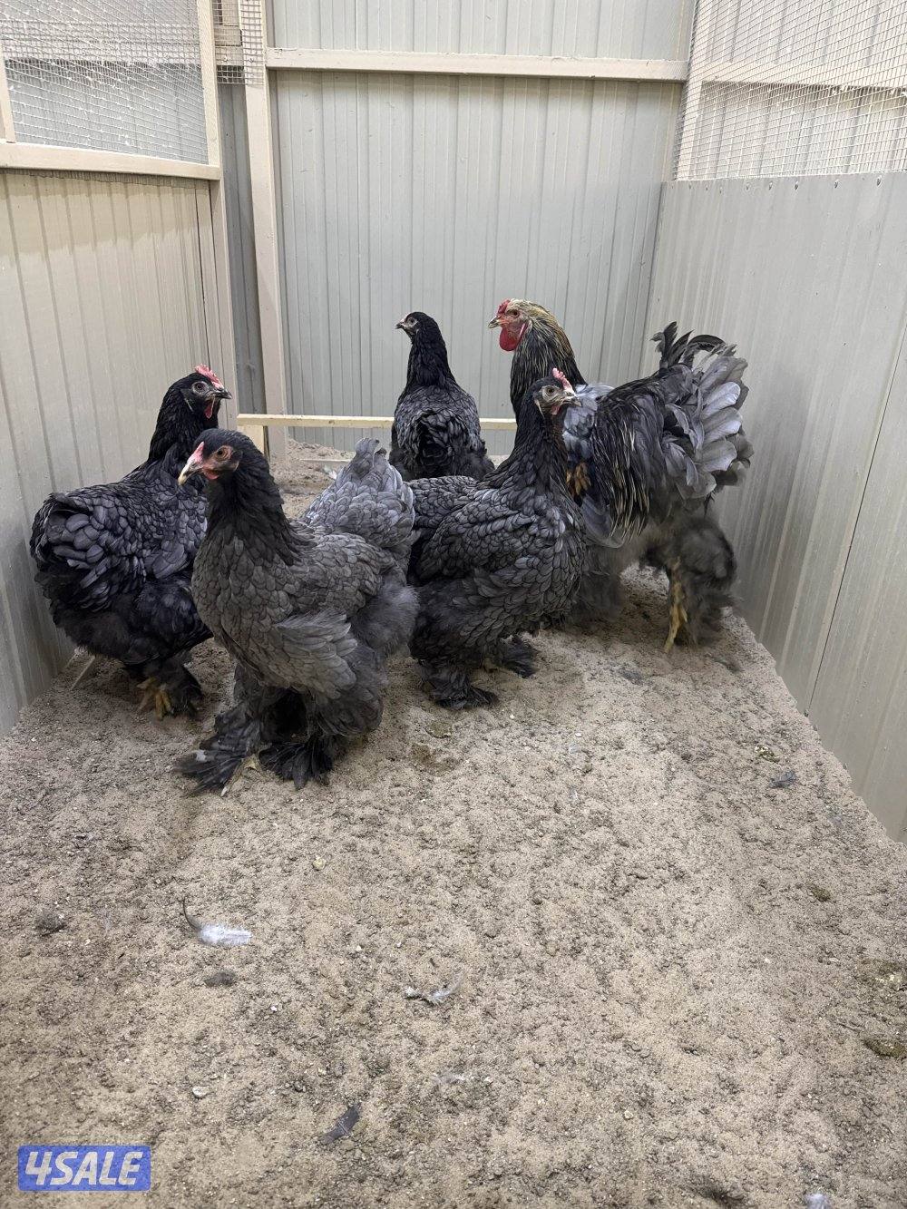 براهما للبيع0