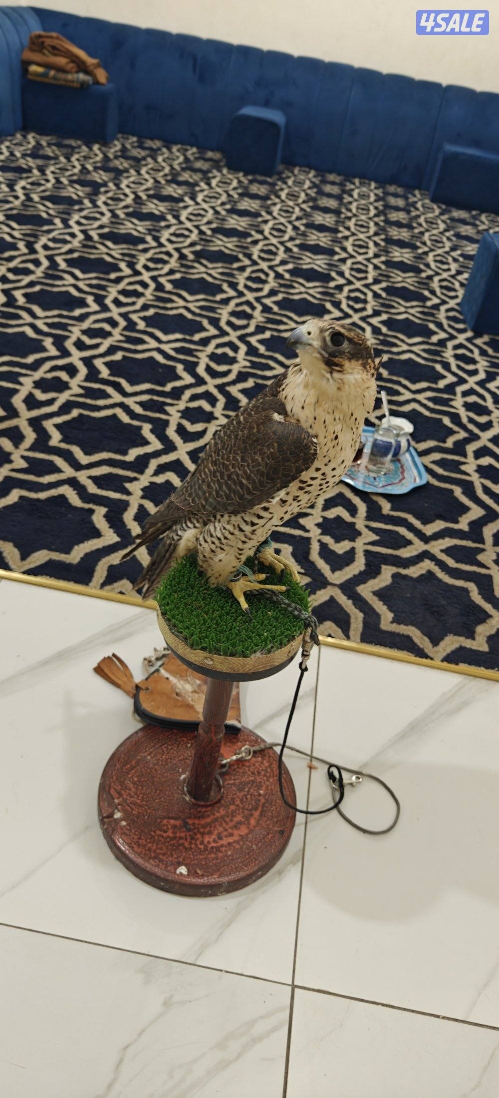 للبيع جير شاهين0