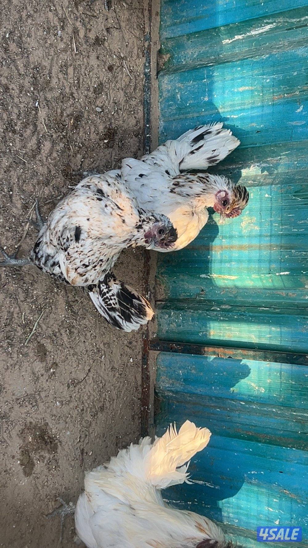 سلام عليكم للبيع مجموعه مميز  ديج وست  ب٣٥ طريق ٨٥٠ تواصل واتساب1