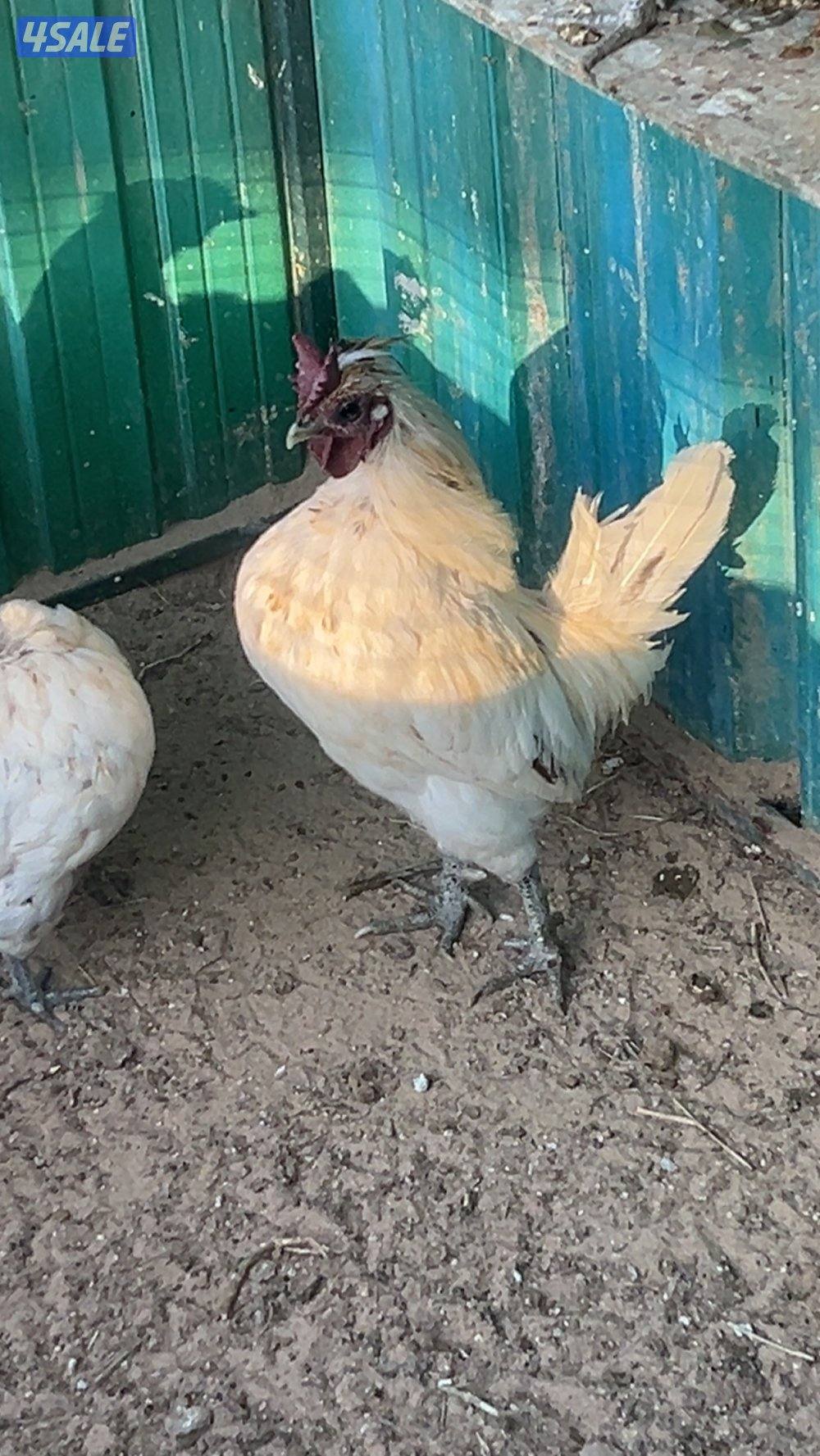 سلام عليكم للبيع مجموعه مميز  ديج وست  ب٣٥ طريق ٨٥٠ تواصل واتساب2