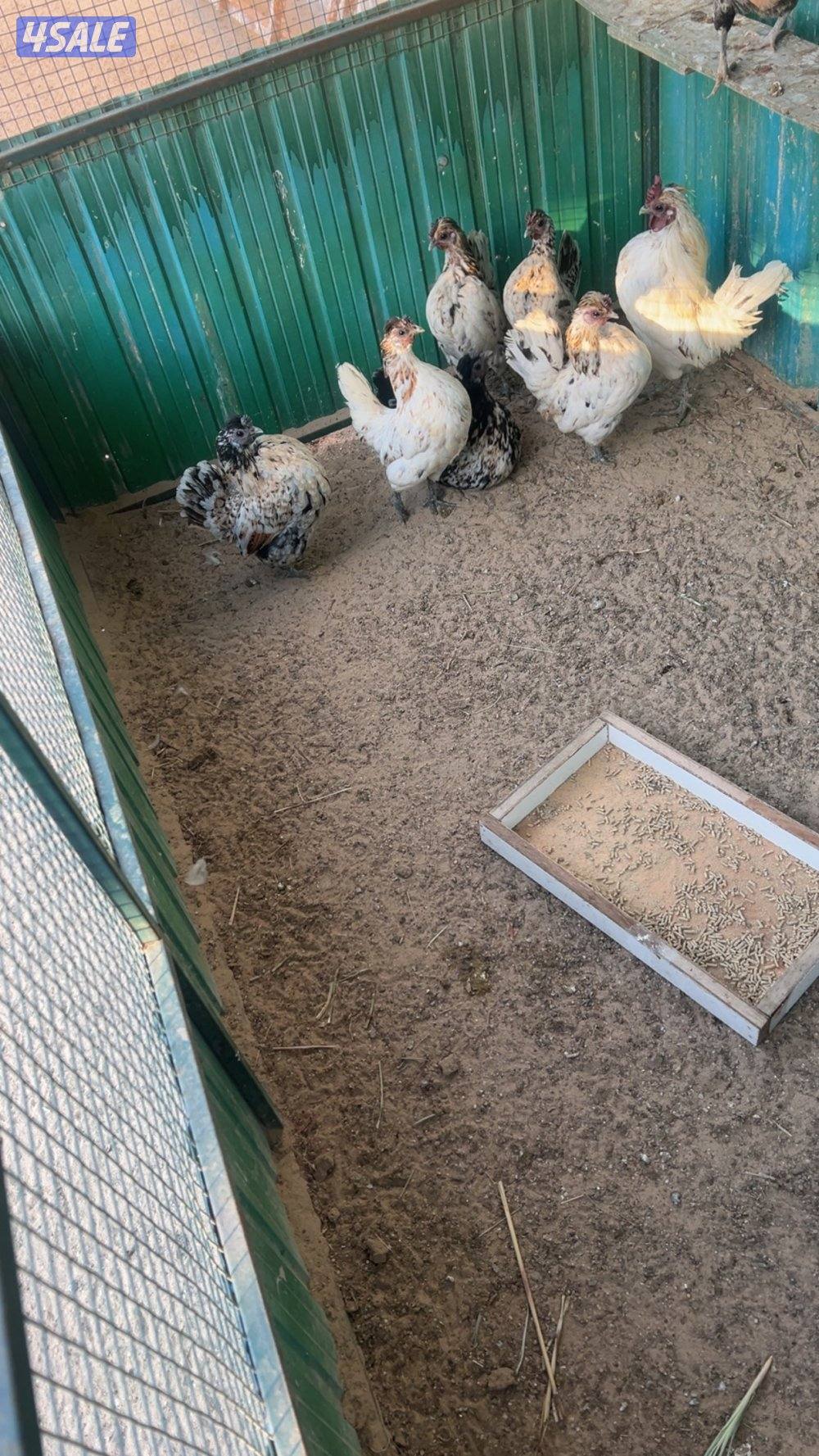 سلام عليكم للبيع مجموعه مميز  ديج وست  ب٣٥ طريق ٨٥٠ تواصل واتساب3