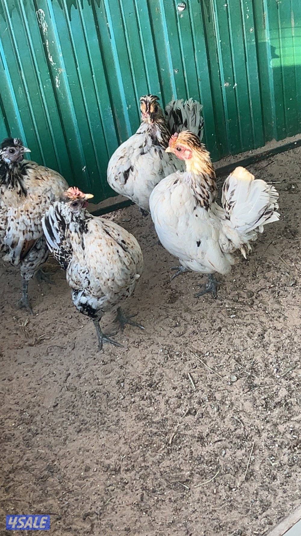 سلام عليكم للبيع مجموعه مميز  ديج وست  ب٣٥ طريق ٨٥٠ تواصل واتساب4