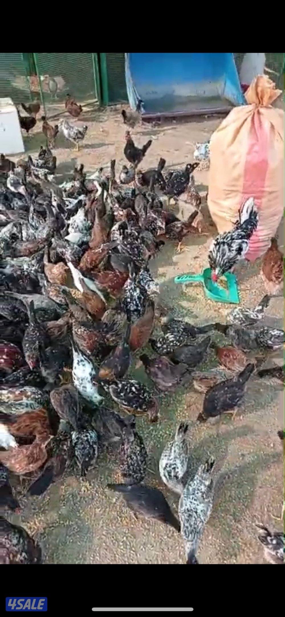 للبيع دجاج عربي قديم0