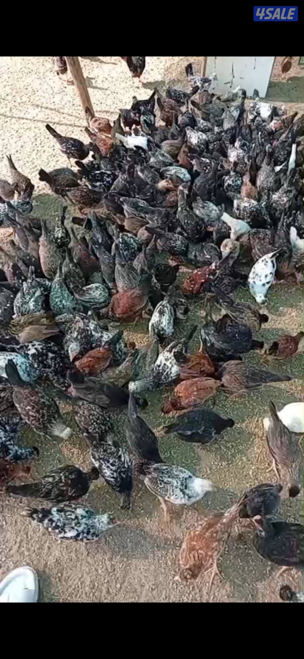 للبيع دجاج عربي قديم1