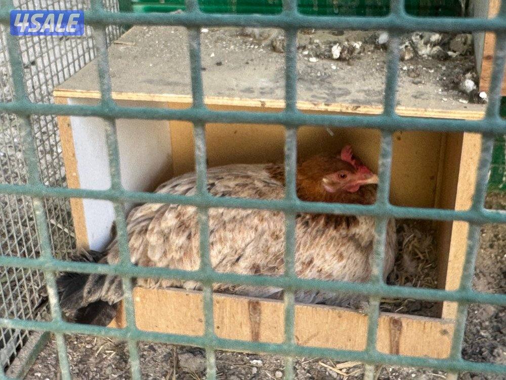 للبيع ديك ودجاج شوكي0