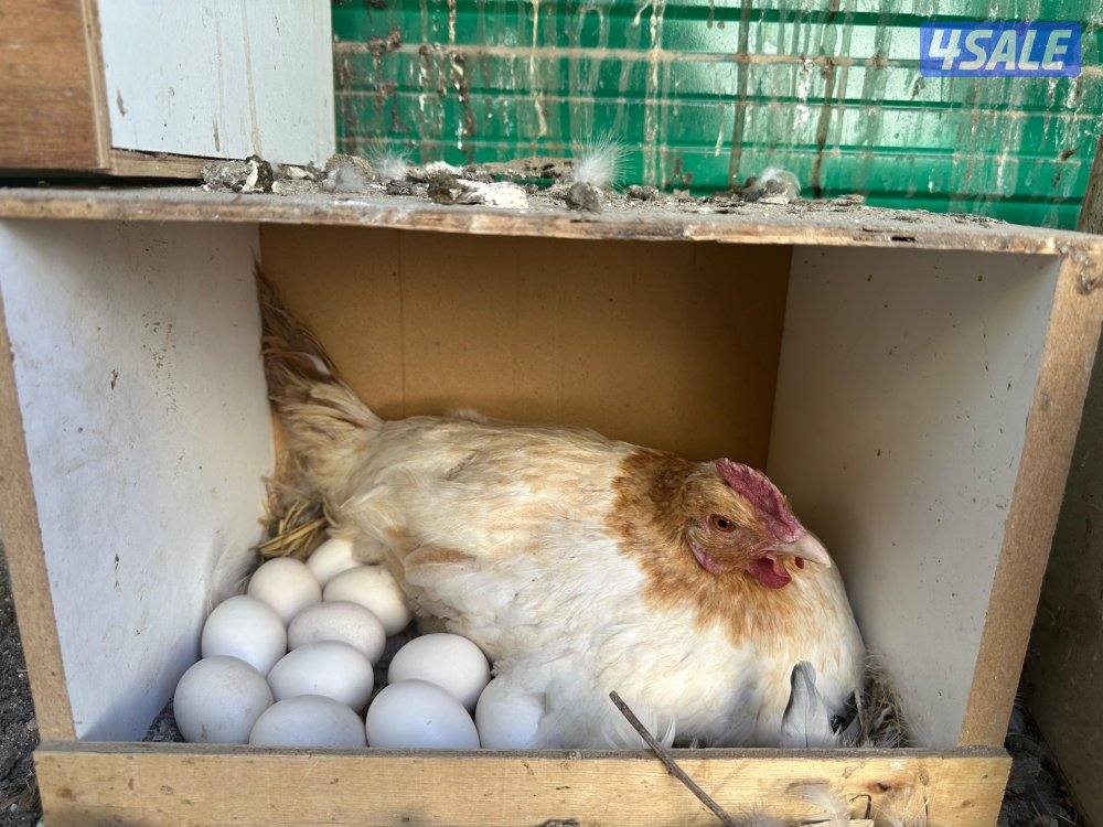 للبيع ديك ودجاج شوكي1