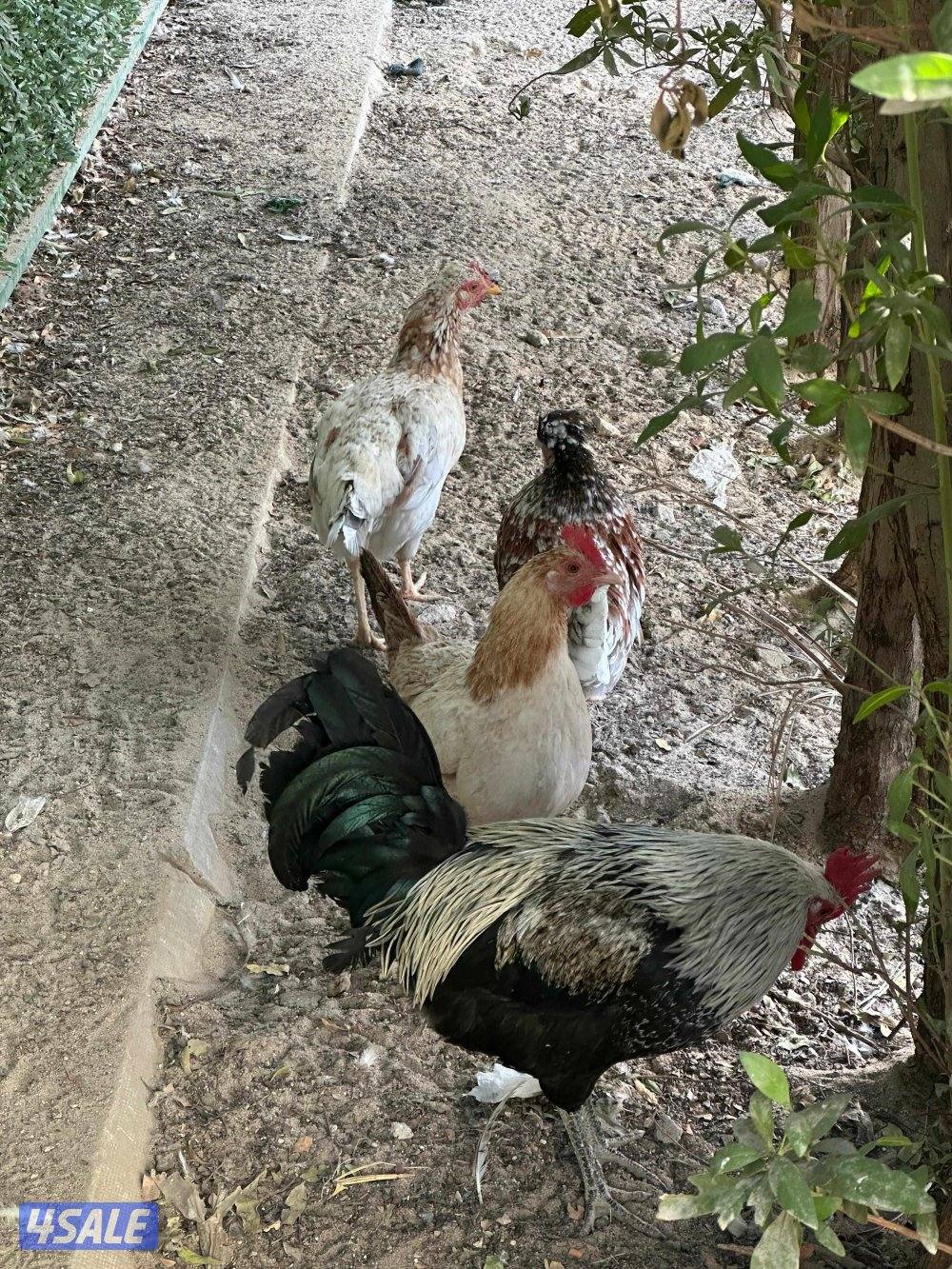 للبيع ديك ودجاج شوكي2