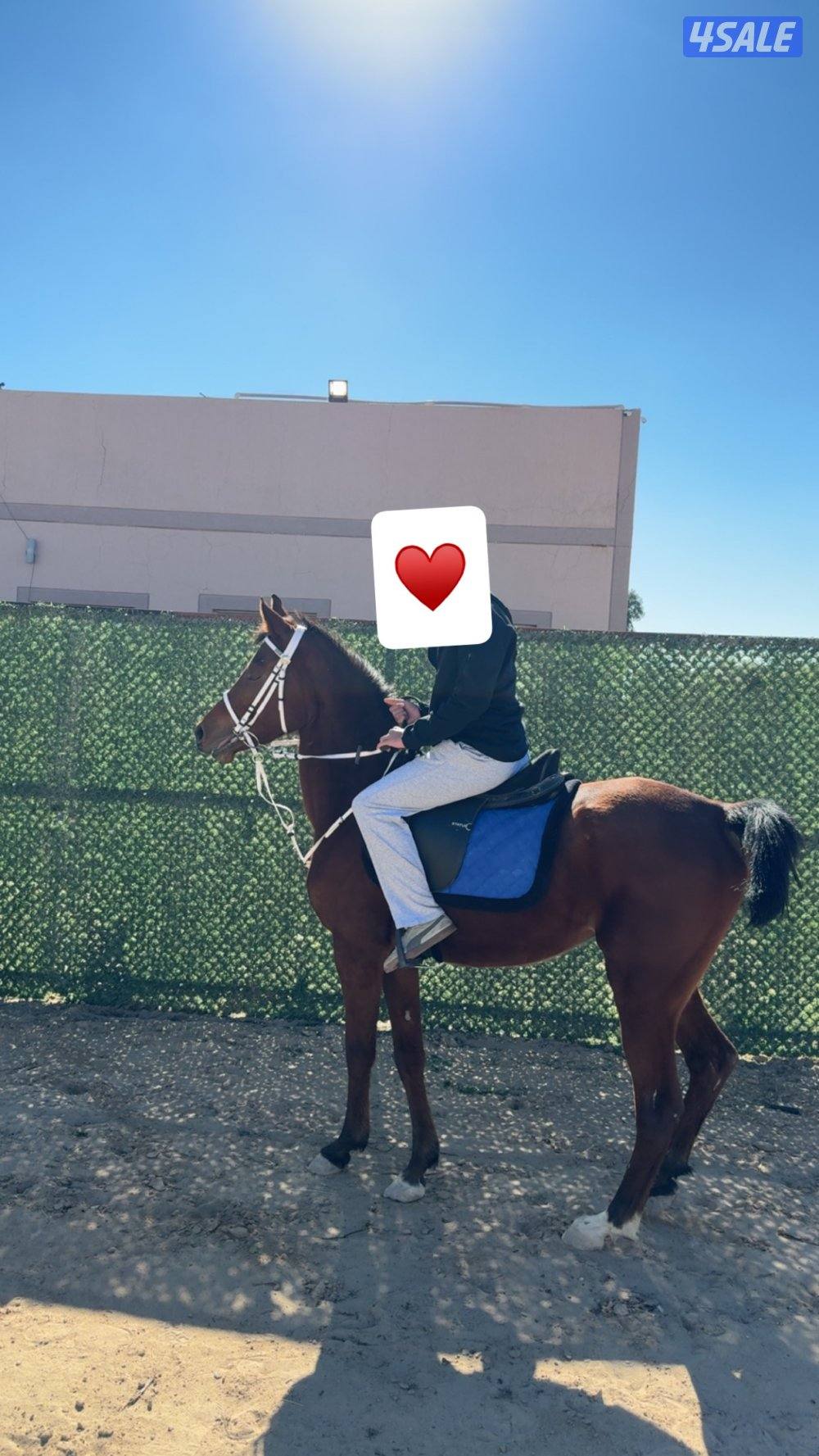 للبيع فرس مصريه جواز وتحويل ومعسوفه1