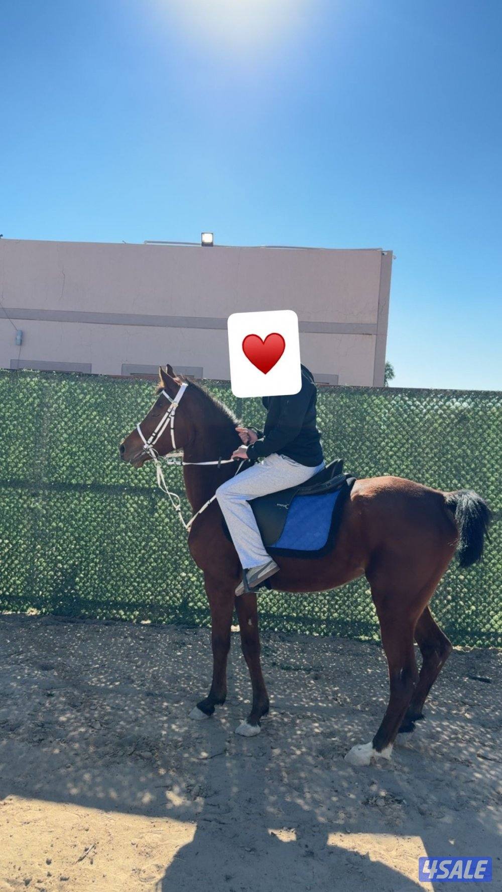 للبيع فرس مصريه جواز وتحويل ومعسوفه2