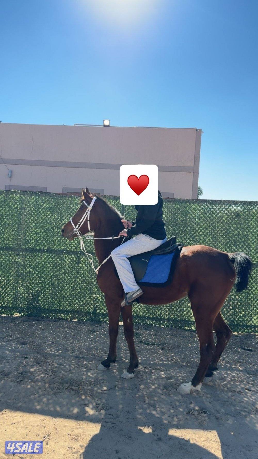 للبيع فرس مصريه جواز وتحويل ومعسوفه4