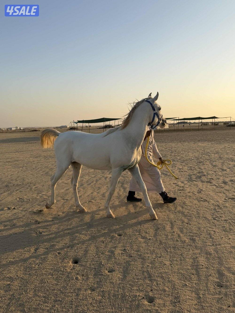 للبيع حصان العمر سنتين0