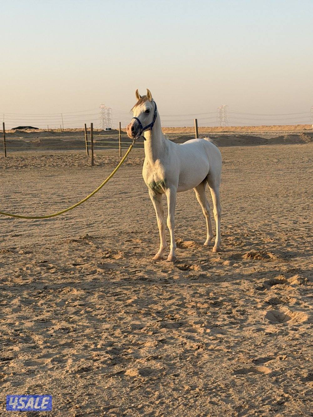 للبيع حصان العمر سنتين1