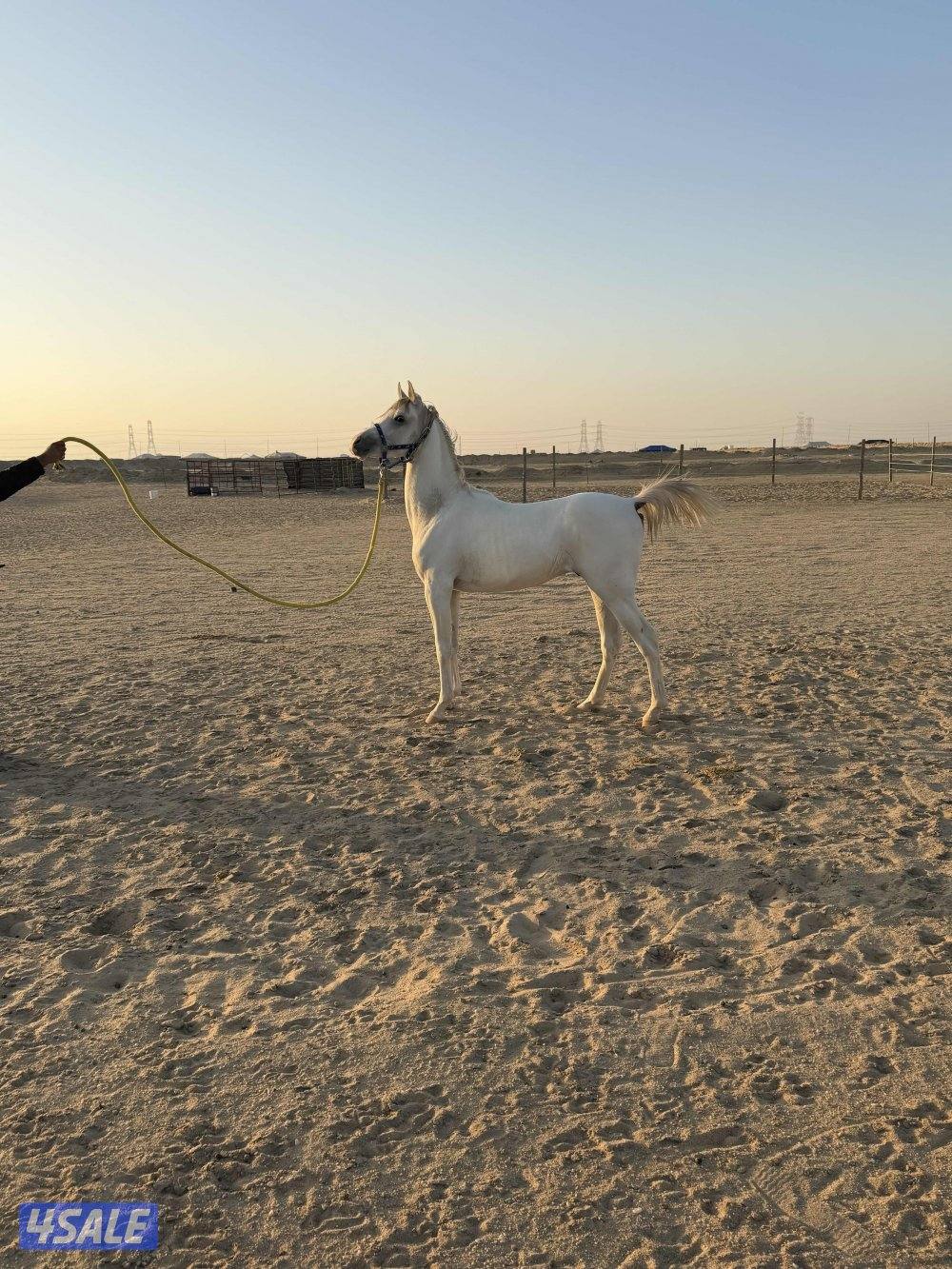 للبيع حصان العمر سنتين2