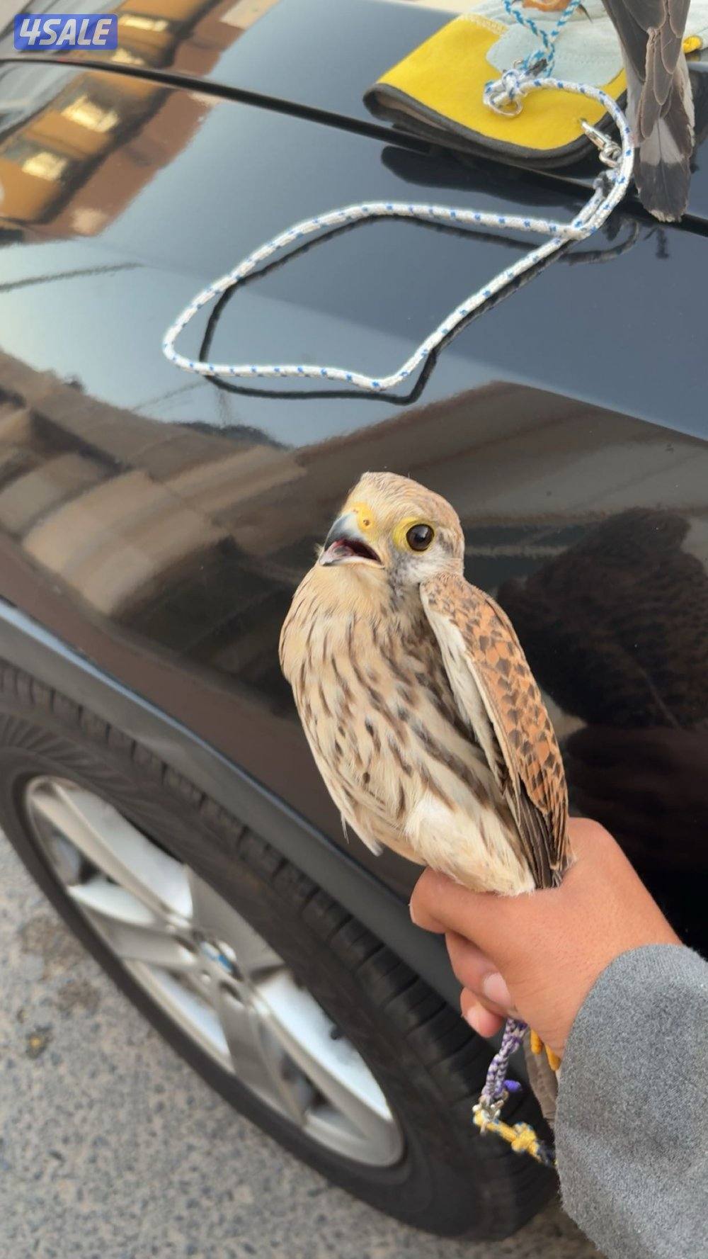 للبيع طيور0