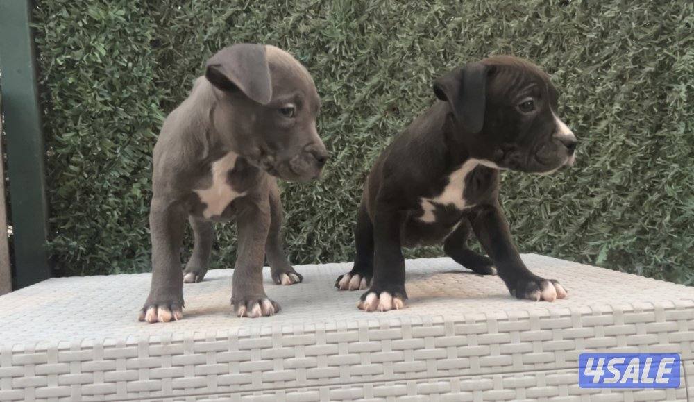 للبيع جراوه Pitbull XL العمر شهر و أسبوعين1