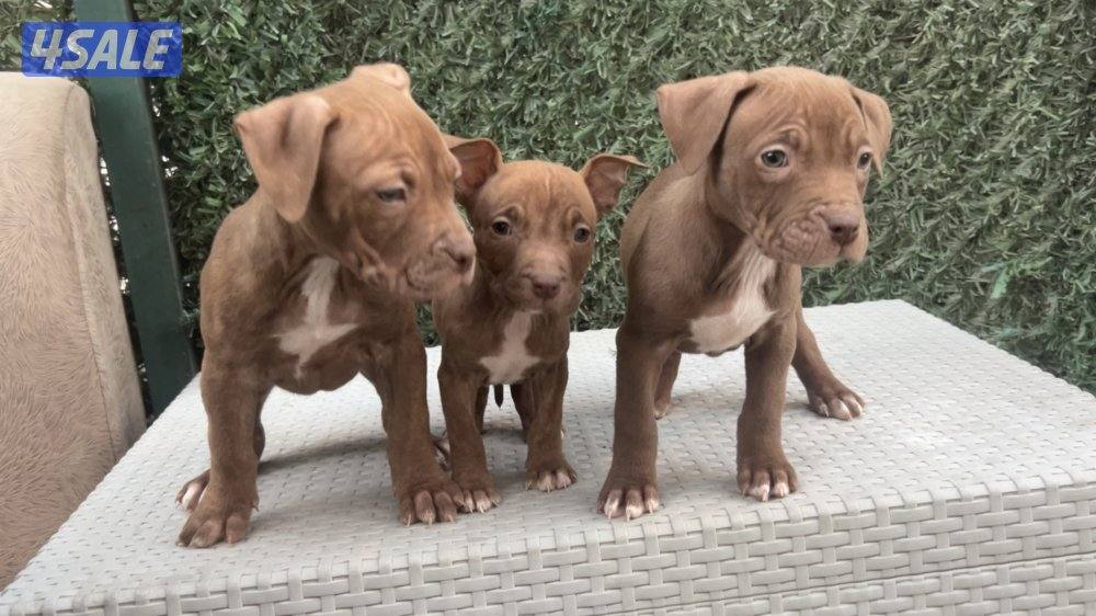 للبيع جراوه Pitbull XL العمر شهر و أسبوعين0