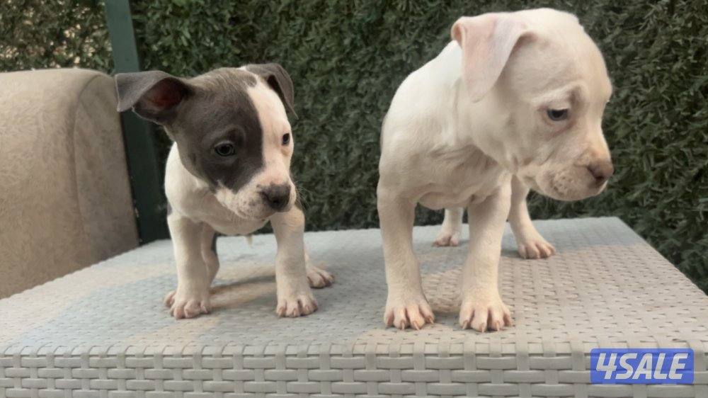 للبيع جراوه Pitbull XL العمر شهر و أسبوعين2