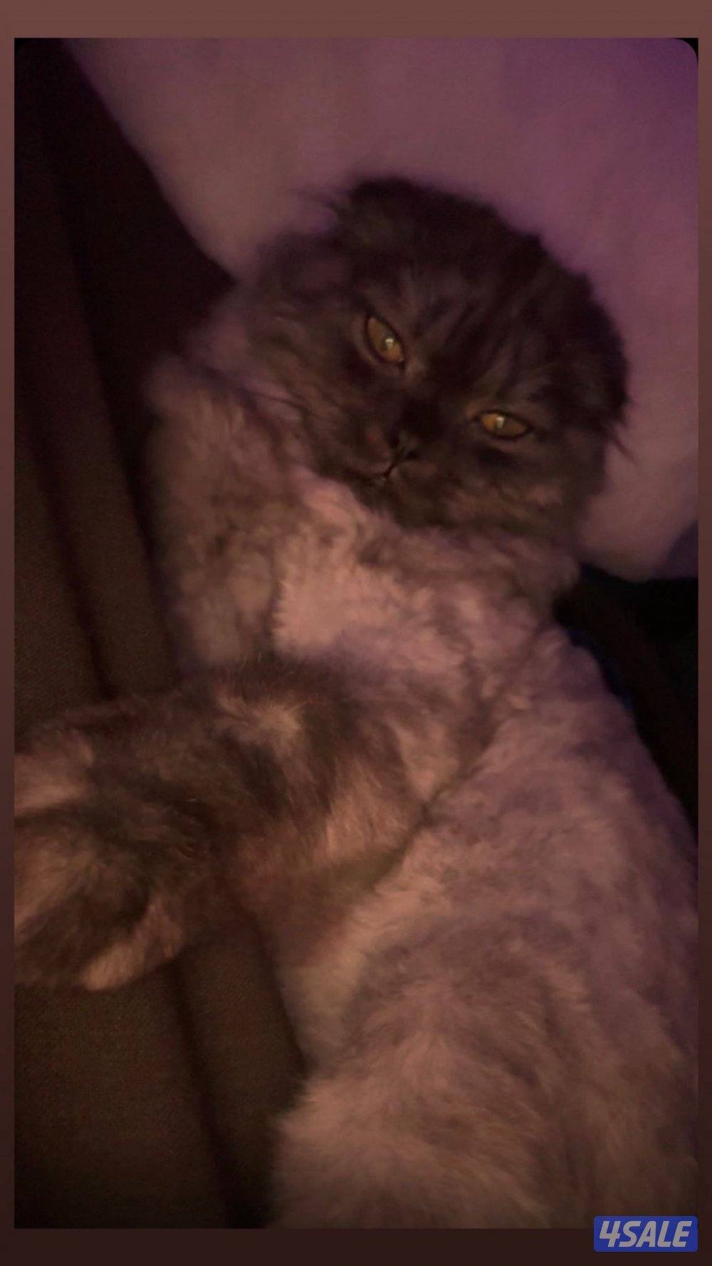 سكوتش فولد8