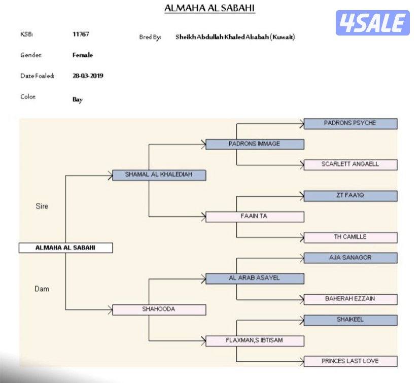 مجموعة افراس واهو1