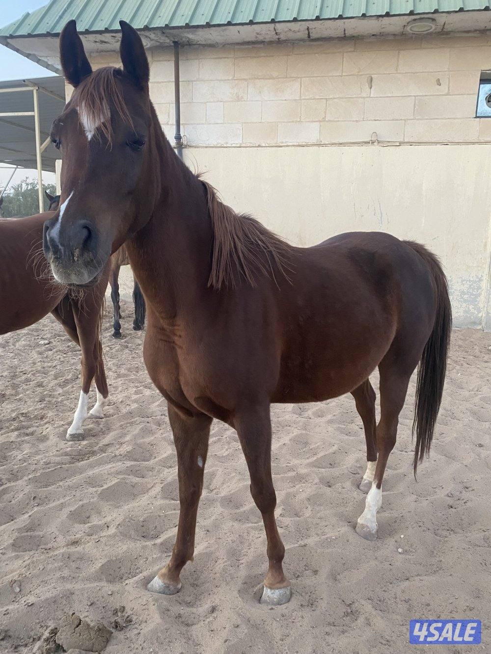 مجموعة افراس واهو3