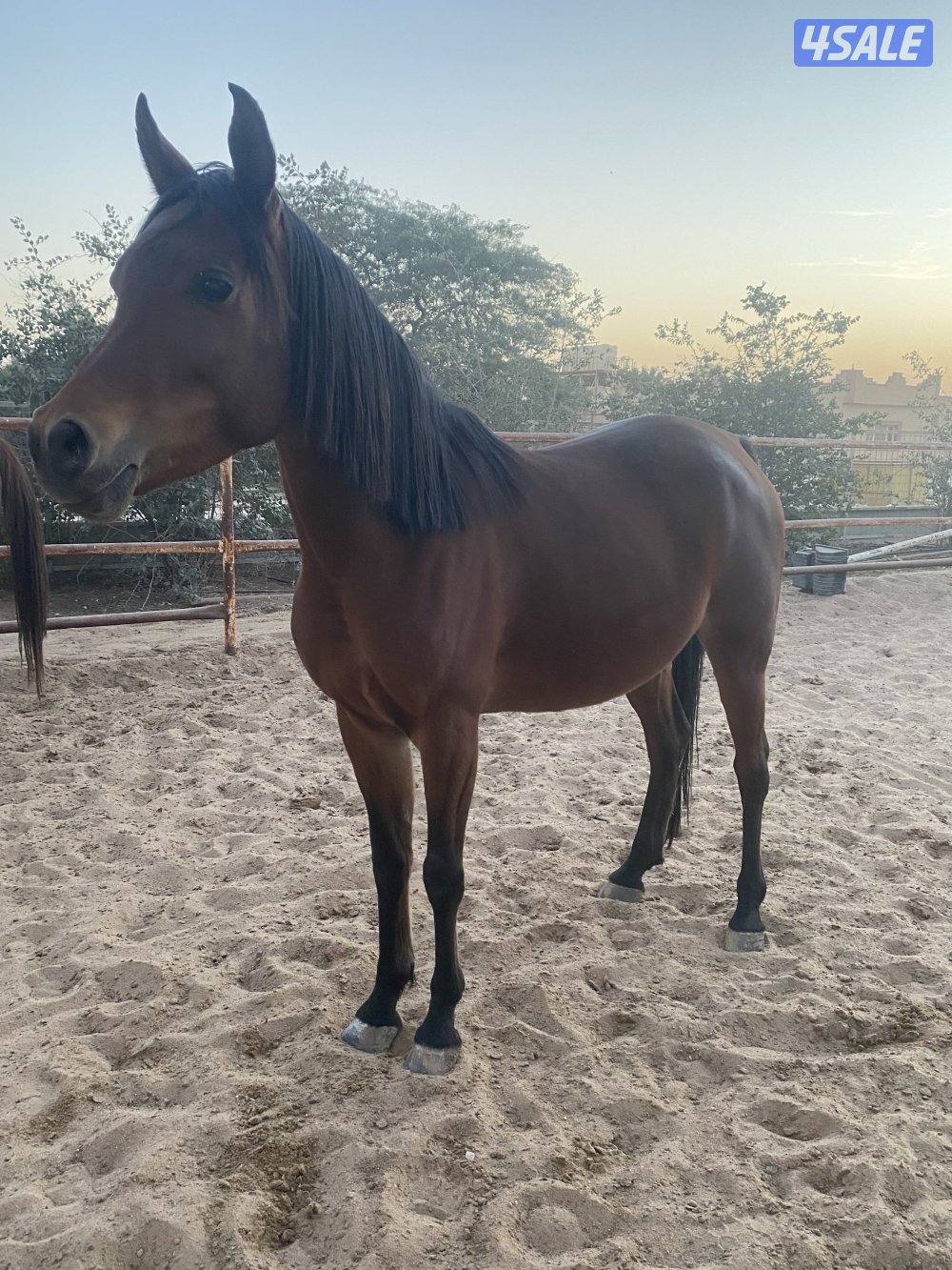 مجموعة افراس واهو4