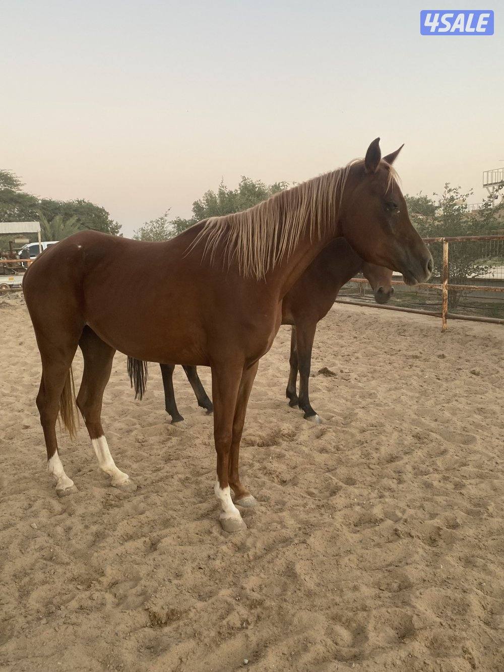 مجموعة افراس واهو5