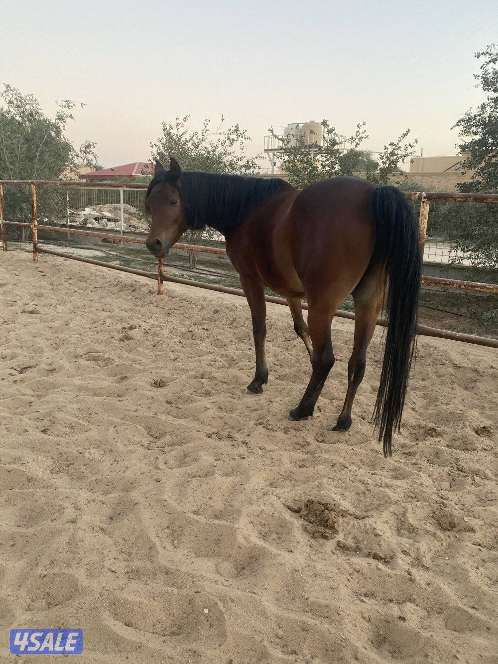 مجموعة افراس واهو6