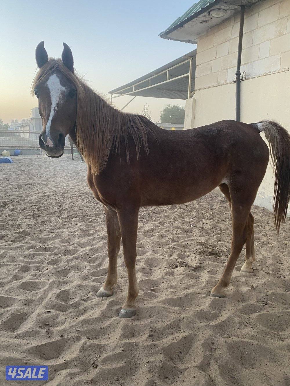 مجموعة افراس واهو7